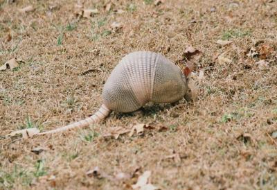 Armadillo