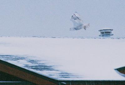 Snowy Owl 12