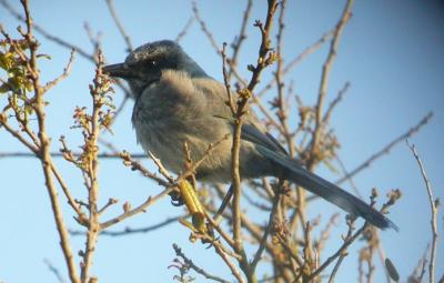 Florida Scrub-Jay