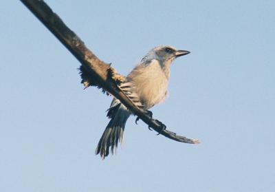 Florida Scrub-Jay