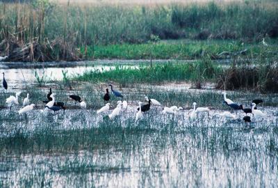g3/51/597951/3/57835978.waders.jpg