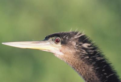 Anhinga