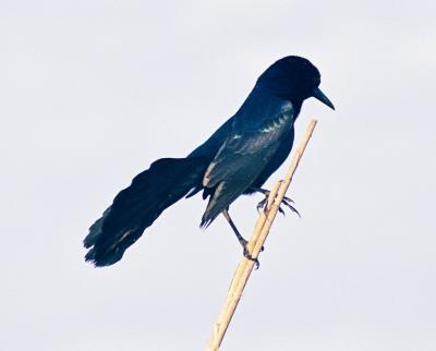 Boat-tailed Grackle