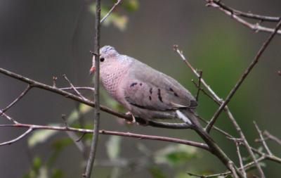 Common Ground Dove