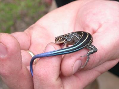 Southeastern Five-lined Skink