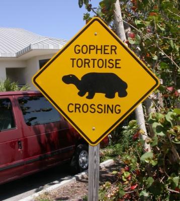 Gopher Tortoise Crossing