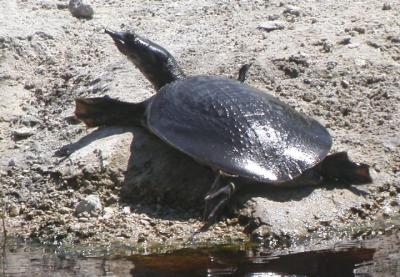 Florida Softshell