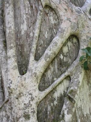 Strangler Fig