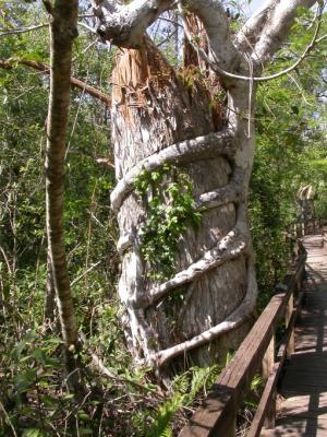 Strangler Fig
