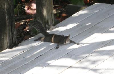 Gray Squirrel