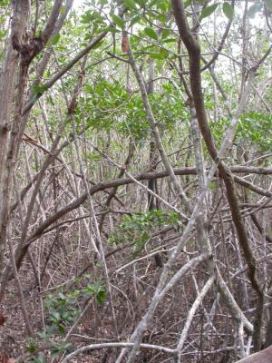 Mangroves