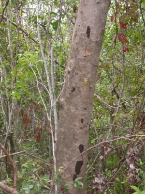 Poisonwood