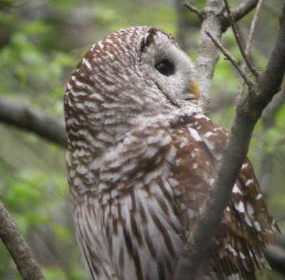 Barred Owl