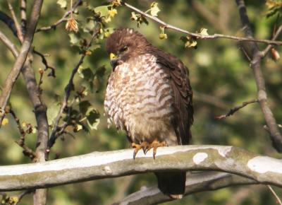 Broad-winged Hawk