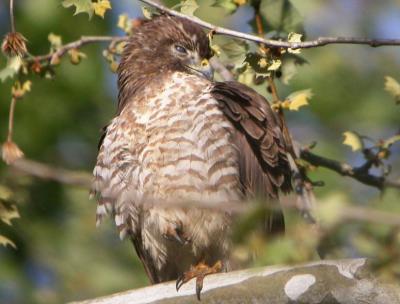 Broad-winged Hawk