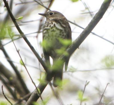 Hermit Thrush