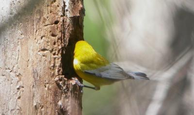 Prothonotary Warbler