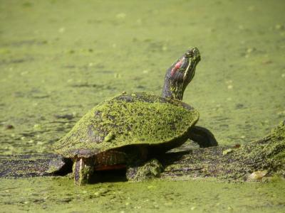 Red-eared Slider