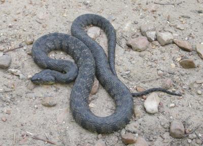 Diamond-backed water snake