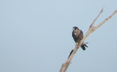 Peregrine Falcon