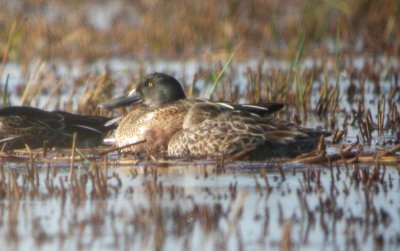 Northern Shoveler