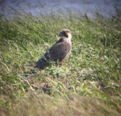 Peregrine Falcon