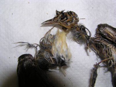 unknown_head and buff feathers from breast.JPG