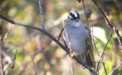 White-crowned Sparrow