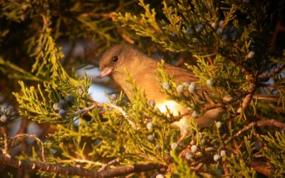 Dark-eyed Junco