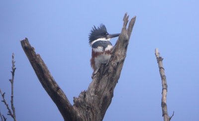 Belted Kingfisher