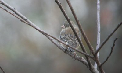 Dark-eyed Junco