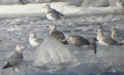 Great Black-backed Gull (Dec. 2007)
