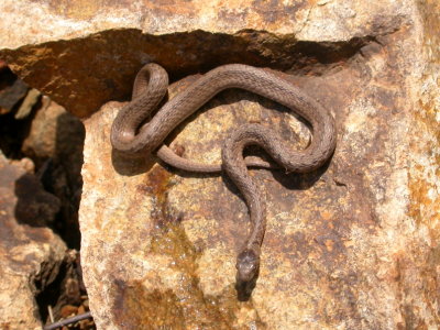 Brown snake