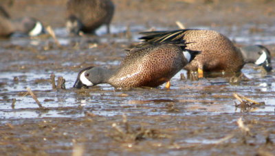 Blue-winged Teal