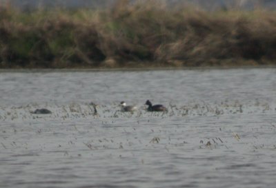 Eared and Horned Grebe