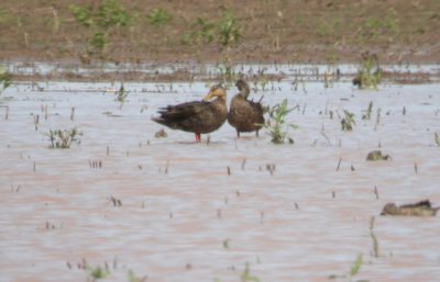 Mottled Duck