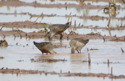 Hudsonian Godwit