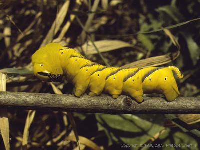 Chenille -  Caterpillar - Acherontia atropos