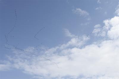 Migration de grues dans la mauvaise direction - Cranes migrating in the bad direction