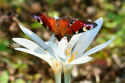 Paon du Jour - Peacock butterfly