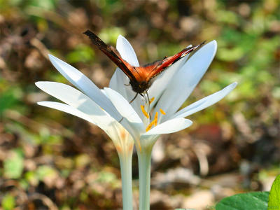 Papillon Paon du Jour - Peacock butterfly