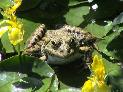 A frog in the Botanical Garden