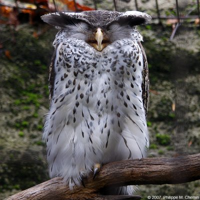 Grand Duc du Népal - Forest Eagle-Owl