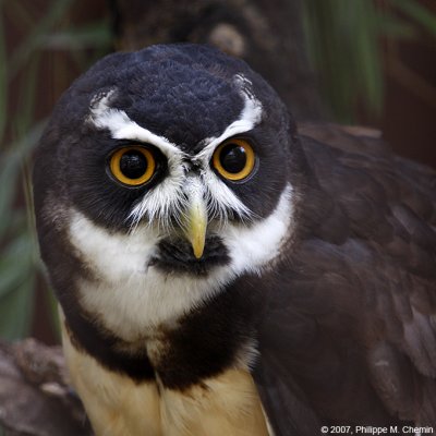 Chouette à lunettes - Spectacled Owl