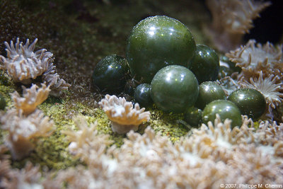 Algue bulle - Bubble Algae