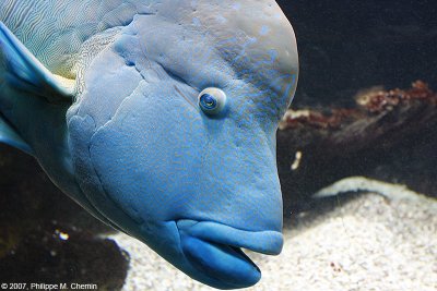 Napoleon - Humphead wrasse