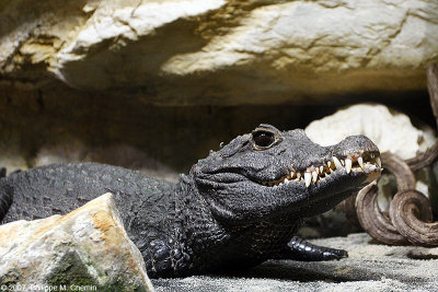 Crocodile du Nil - Nile crocodile