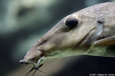 Bagre ocell - Giraffe catfish