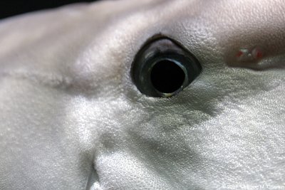 Poisson licorne - Bluespine unicornfish (detail)