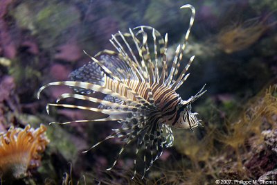 Rascasse volante - Red lionfish